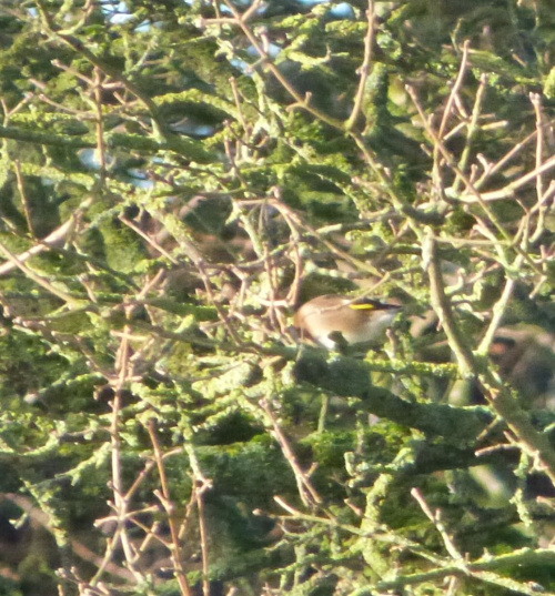 Goldfinch Carduelis carduelis