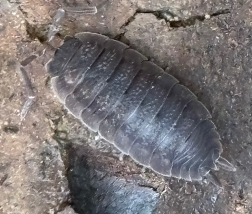 Common Rough Woodlouse Porcellio scaber