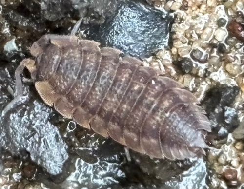 Common Rough Woodlouse Porcellio scaber