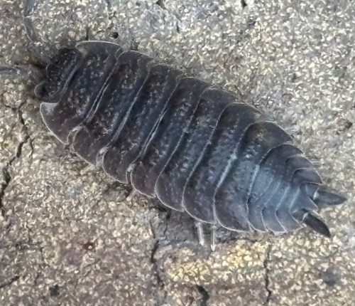 Common Rough Woodlouse Porcellio scaber