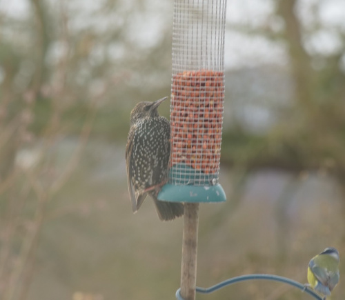 Starling Sturnus vulgaris