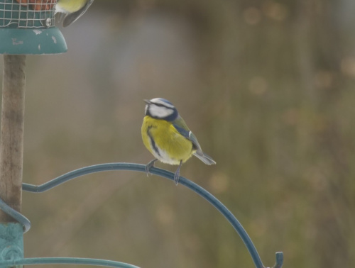 Blue Tit Cyanistes caeruleus