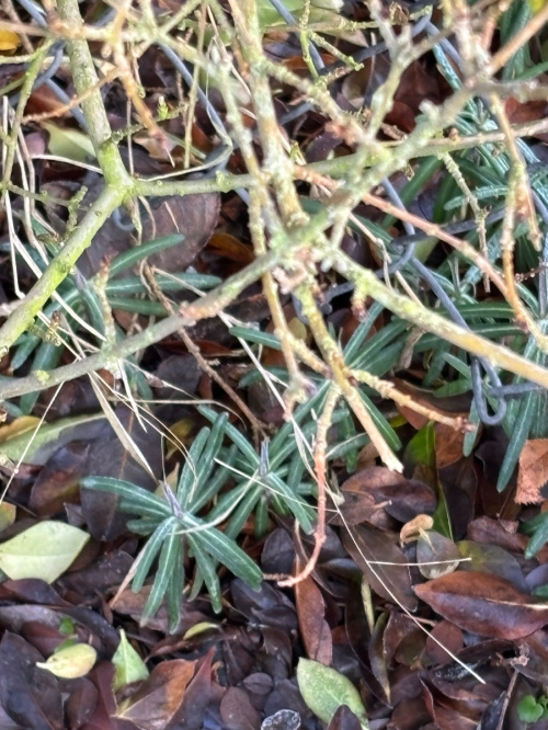 Caper Spurge Euphorbia lathyris