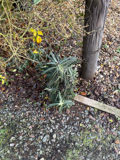 Caper Spurge Euphorbia lathyris