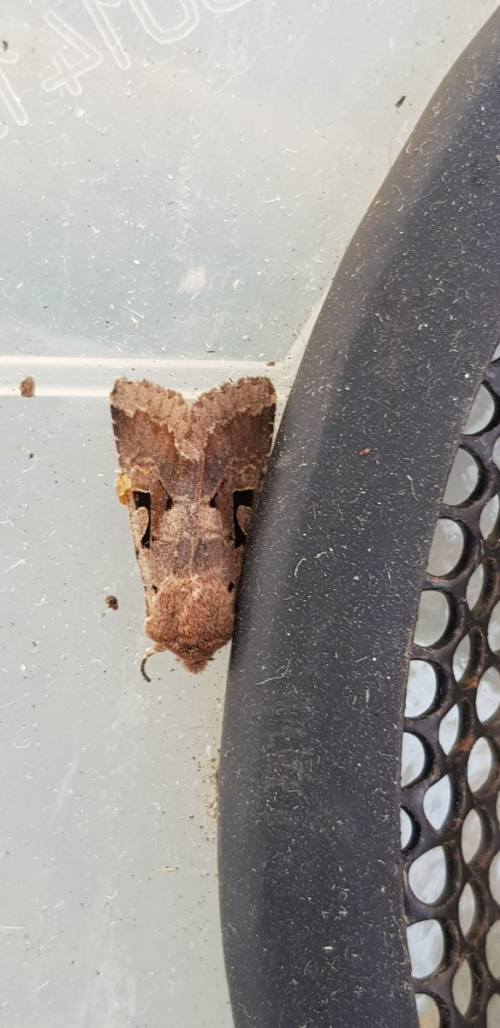 Hebrew Character Orthosia gothica