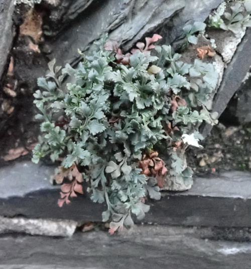 Wall-rue Asplenium ruta-muraria