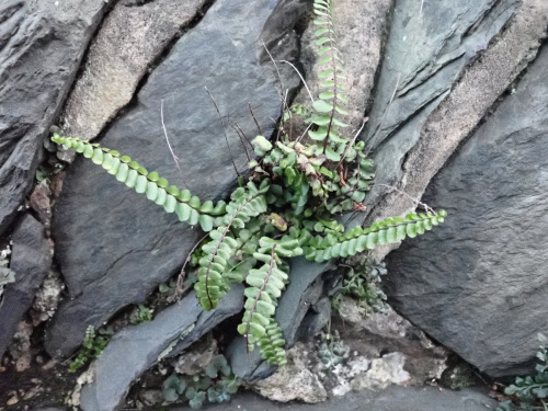 Maidenhair Spleenwort Asplenium trichomanes