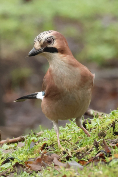 Jay Garrulus glandarius