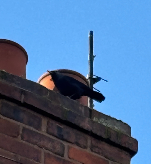 Jackdaw Coloeus monedula