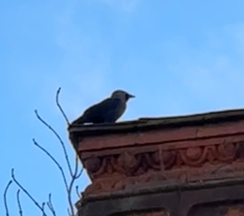 Jackdaw Coloeus monedula