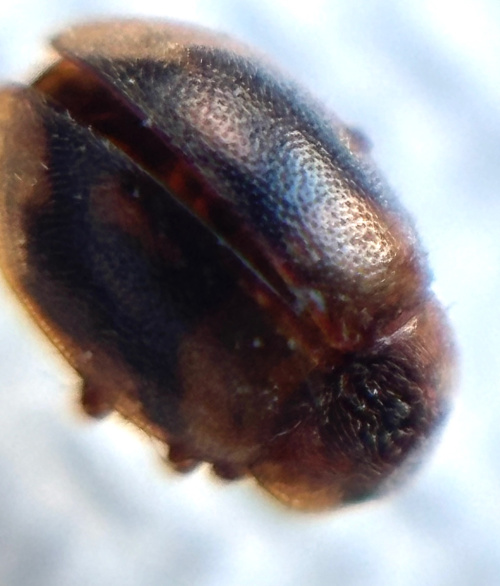 Epaulet Ladybird Rhyzobius chrysomeloides