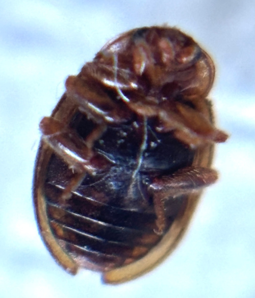Epaulet Ladybird Rhyzobius chrysomeloides