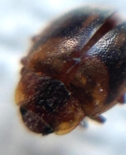 Epaulet Ladybird Rhyzobius chrysomeloides