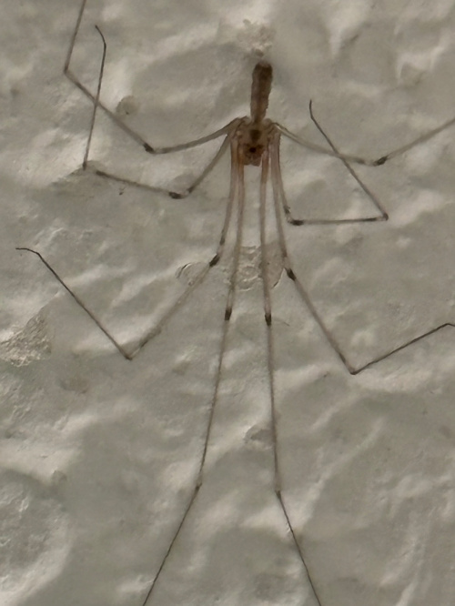 Daddy Long-legs Spider Pholcus phalangioides