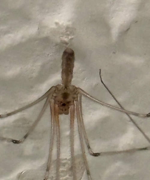 Daddy Long-legs Spider Pholcus phalangioides