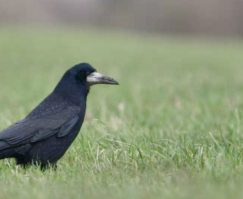 Rook Corvus frugilegus