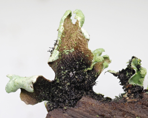  Hypotrachyna revoluta