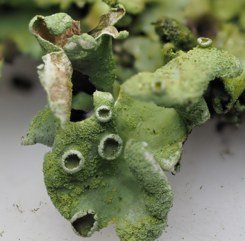  Hypotrachyna revoluta