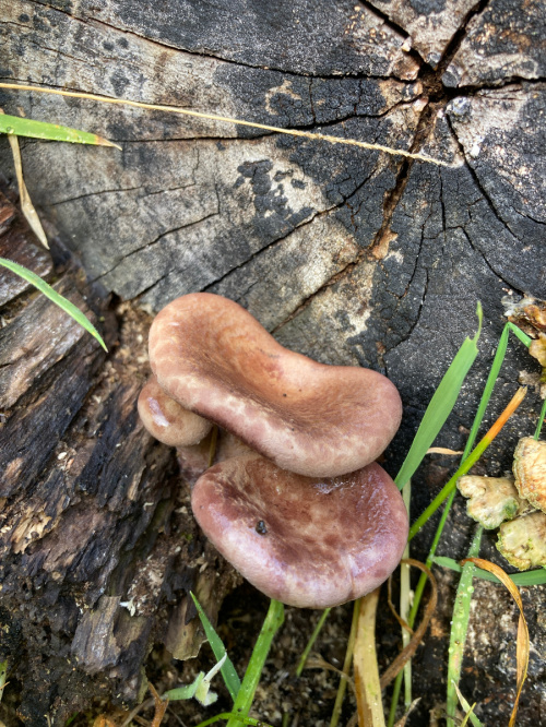 Lilac Oysterling Panus conchatus