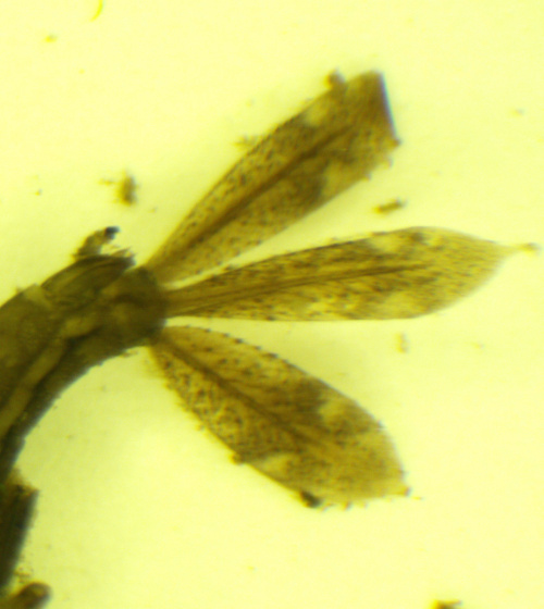 Large Red Damselfly Pyrrhosoma nymphula