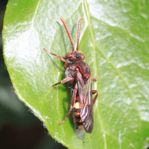  Nomada