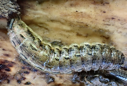 Large Yellow Underwing Noctua pronuba