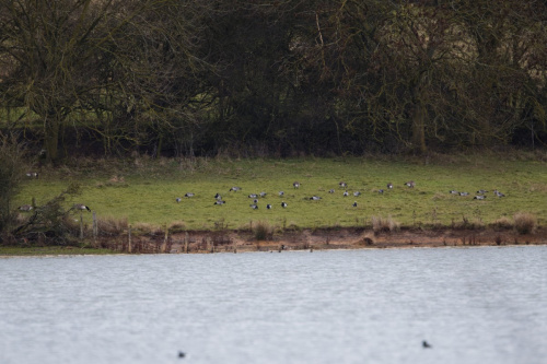 Barnacle Goose Branta leucopsis