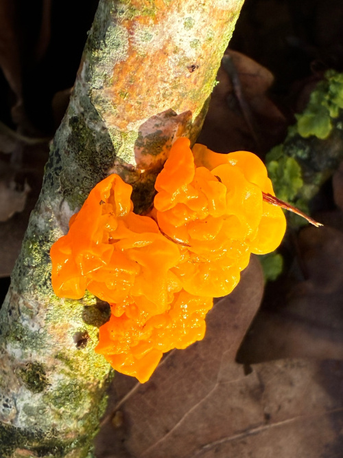 Yellow Brain Tremella mesenterica