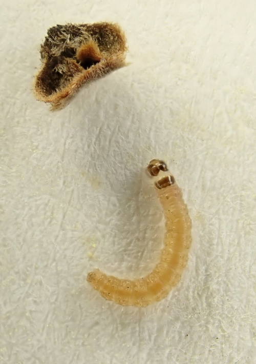 Nut Bud Moth Epinotia tenerana