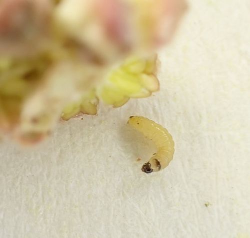 Nut Bud Moth Epinotia tenerana