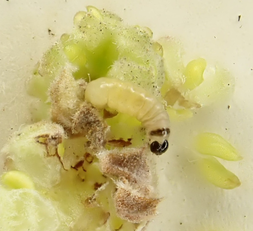 Nut Bud Moth Epinotia tenerana