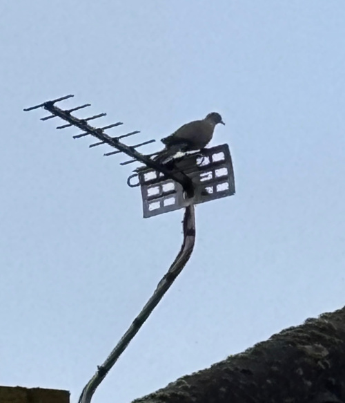 Collared Dove Streptopelia decaocto