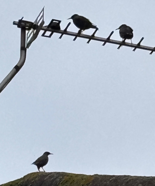 Starling Sturnus vulgaris