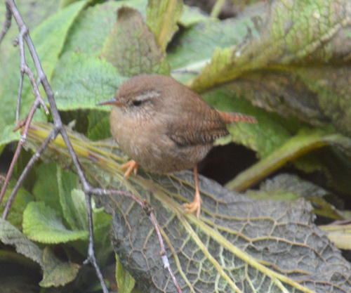 Wren Troglodytes troglodytes