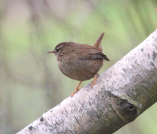 Wren Troglodytes troglodytes