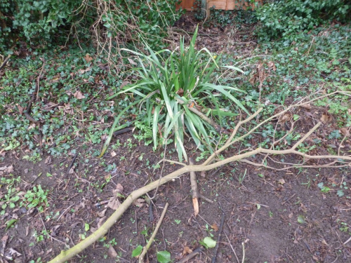 Stinking Iris Iris foetidissima