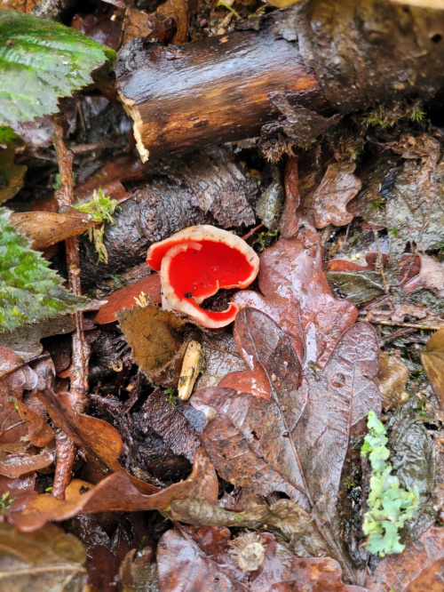 Scarlet/Ruby Elf-cup Sarcoscypha