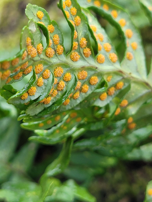 Polypody agg. Polypodium vulgare agg.