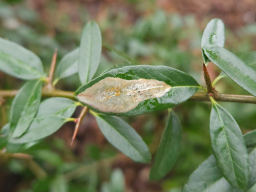 Firethorn Leaf-miner Phyllonorycter leucographella