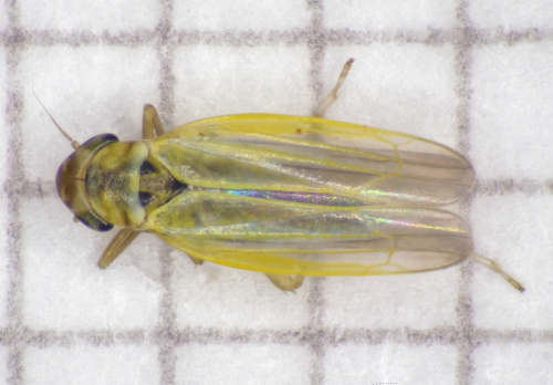  Zyginidia scutellaris