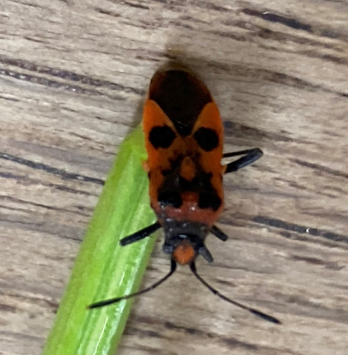 Cinnamon Bug Corizus hyoscyami