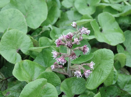 Winter Heliotrope Petasites fragrans
