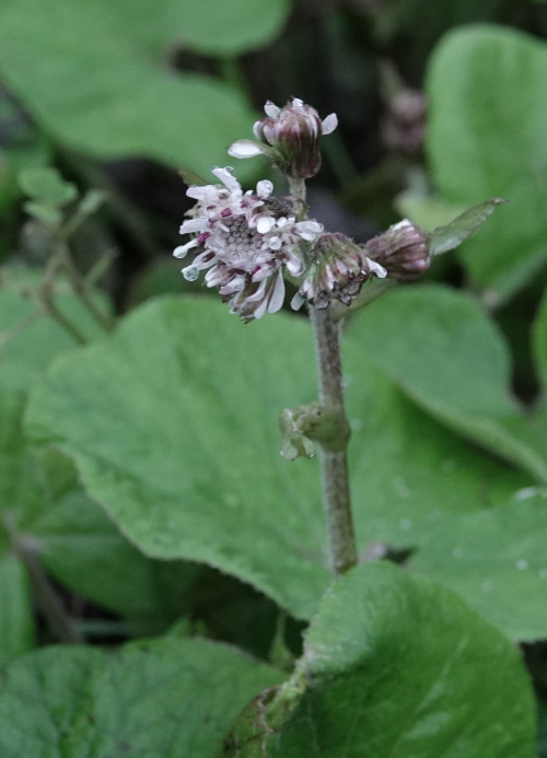 Winter Heliotrope Petasites fragrans