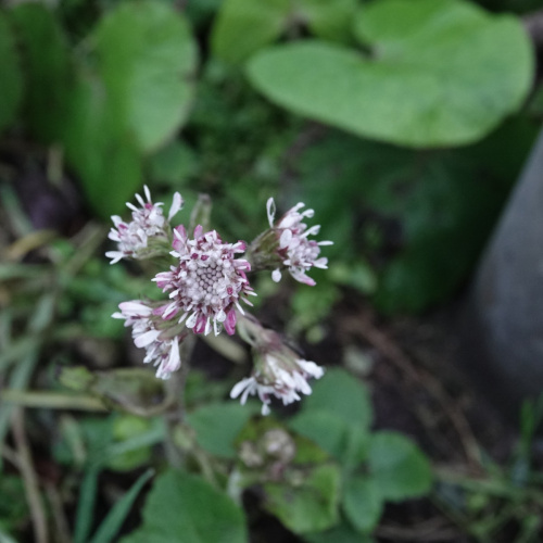 Winter Heliotrope Petasites fragrans