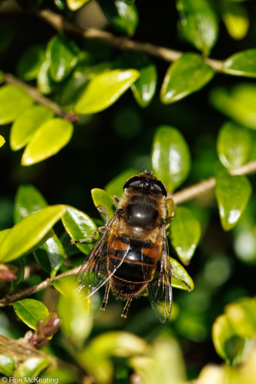 Common Drone Fly Eristalis tenax