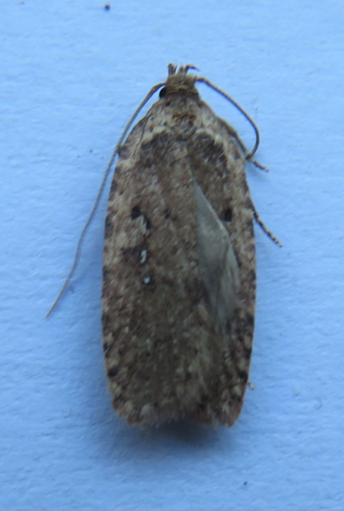  Agonopterix heracliana agg.
