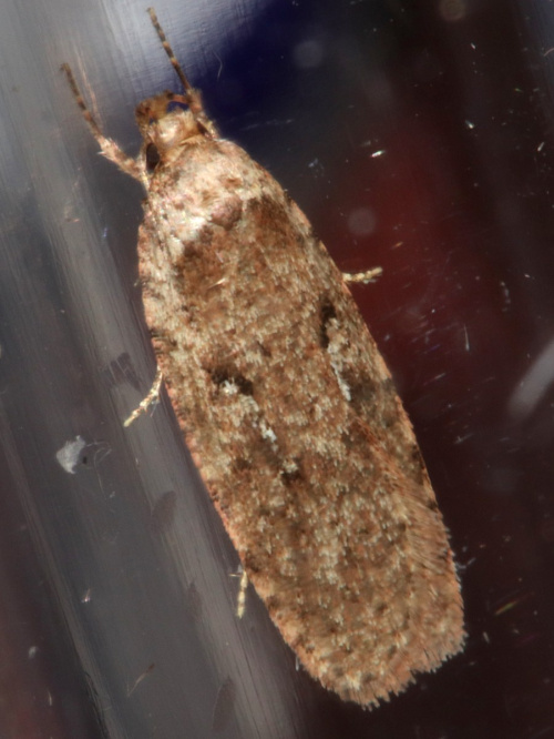  Agonopterix heracliana agg.