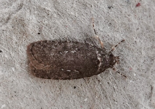  Agonopterix heracliana agg.
