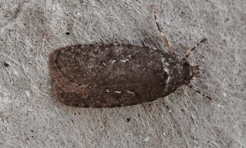  Agonopterix heracliana agg.