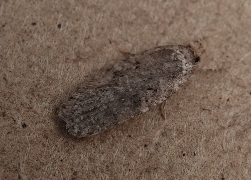  Agonopterix heracliana agg.